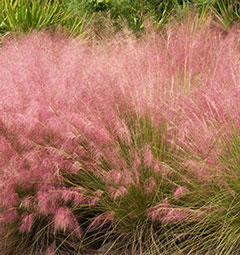 Pink Muhly Grass